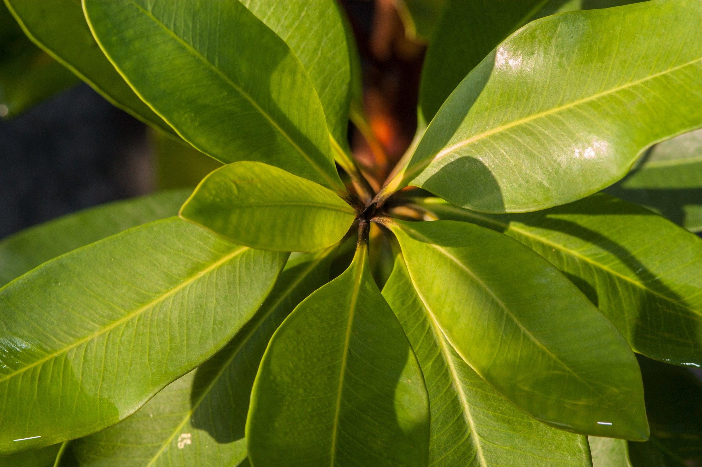 Small Evergreens for Courtyards and Front Gardens: A 12-Plant Layered Palette