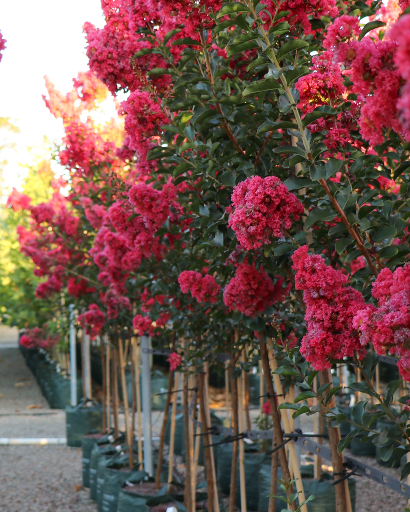 What to Plant Now for Flowers Between Now and Christmas