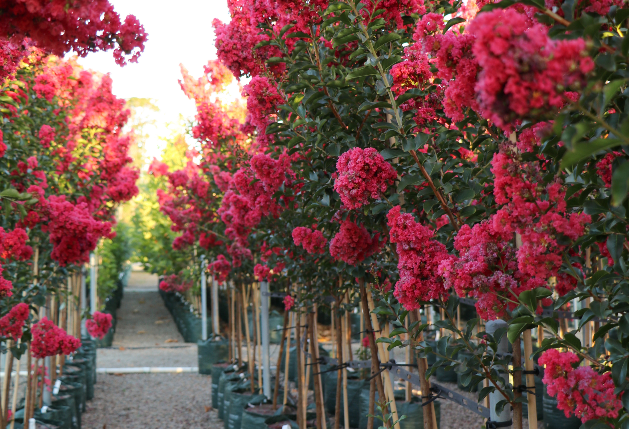 What to Plant Now for Flowers Between Now and Christmas