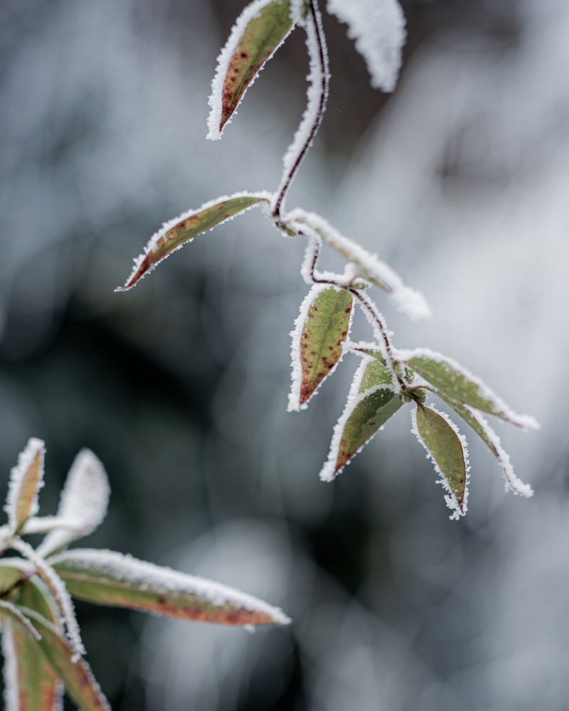 The Benefits of Planting Trees in Winter