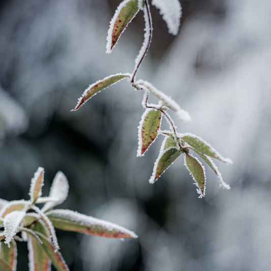 The Benefits Of Planting Trees In Winter