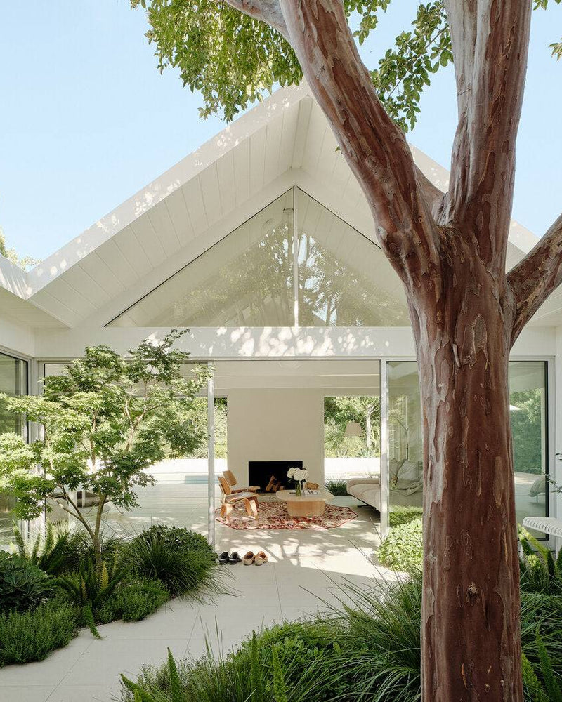 The Complete Crepe Myrtle Guide for Australia: Cultivars, Planting, Care