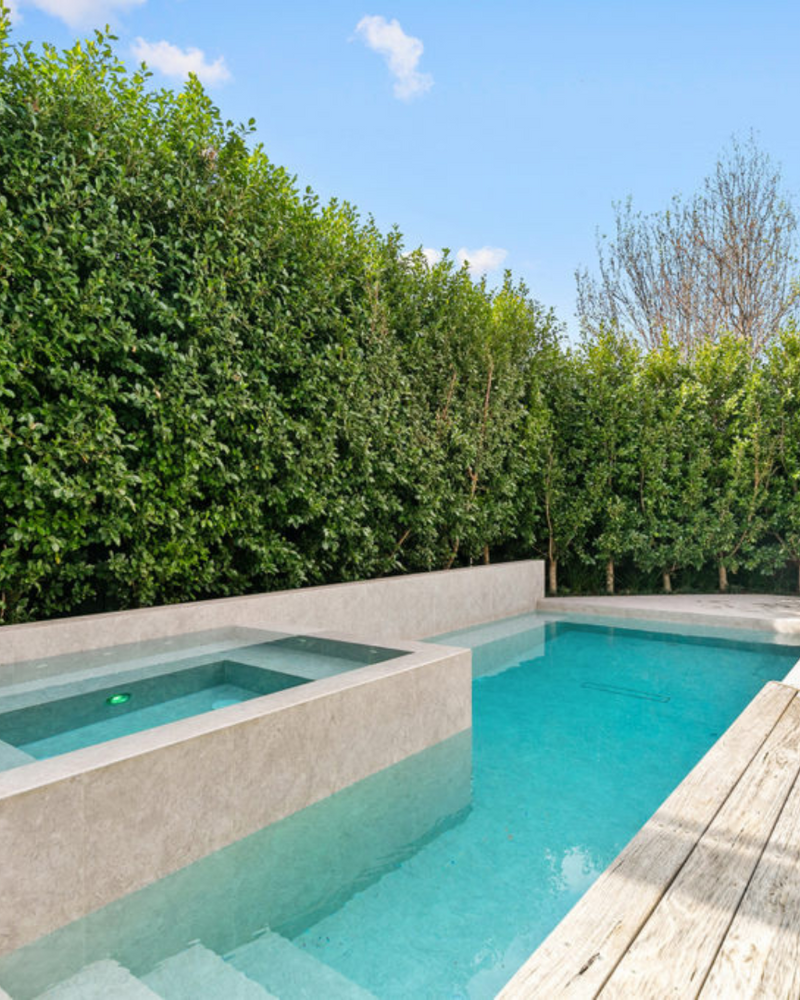 Is Ficus Hillii Flash Fast Growing? Growth Rate, Care, and How to Hedge