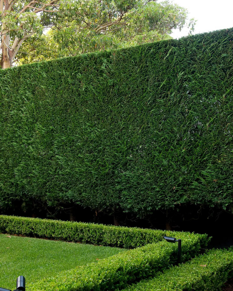 Best Frost-Tolerant Hedging Trees: 6 Cold-Hardy Picks