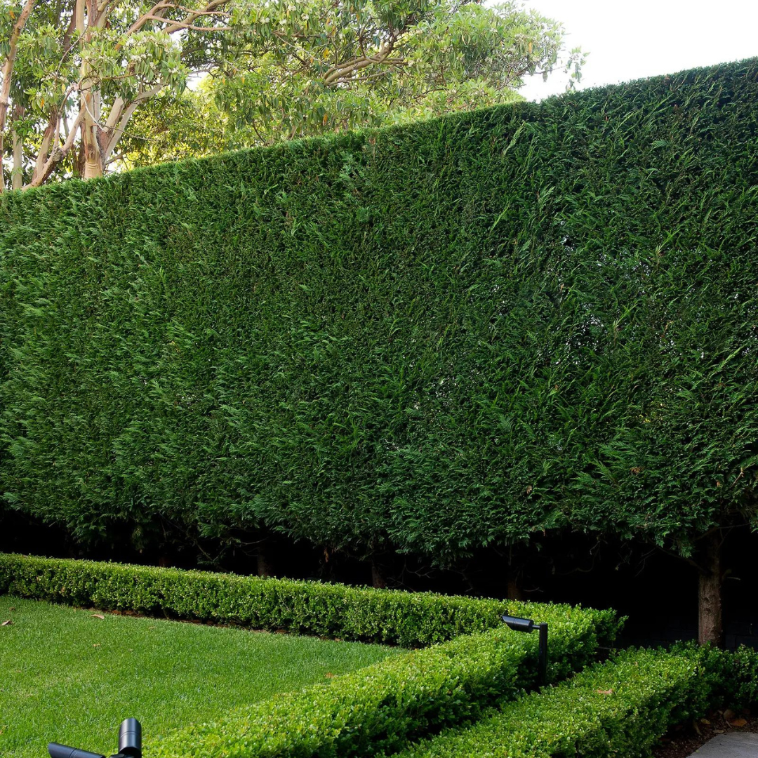 Hedging Trees for Gardens with Frost