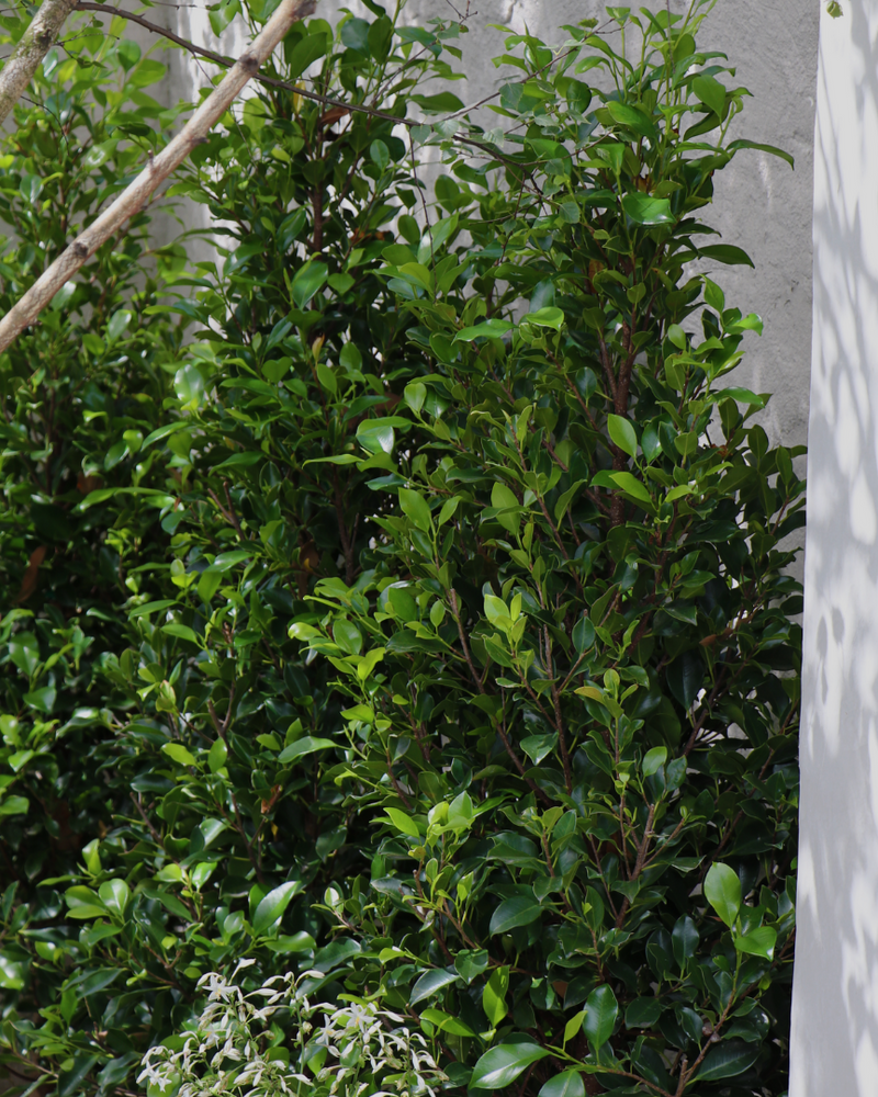 The Best Hedging Trees for Privacy in Your Garden
