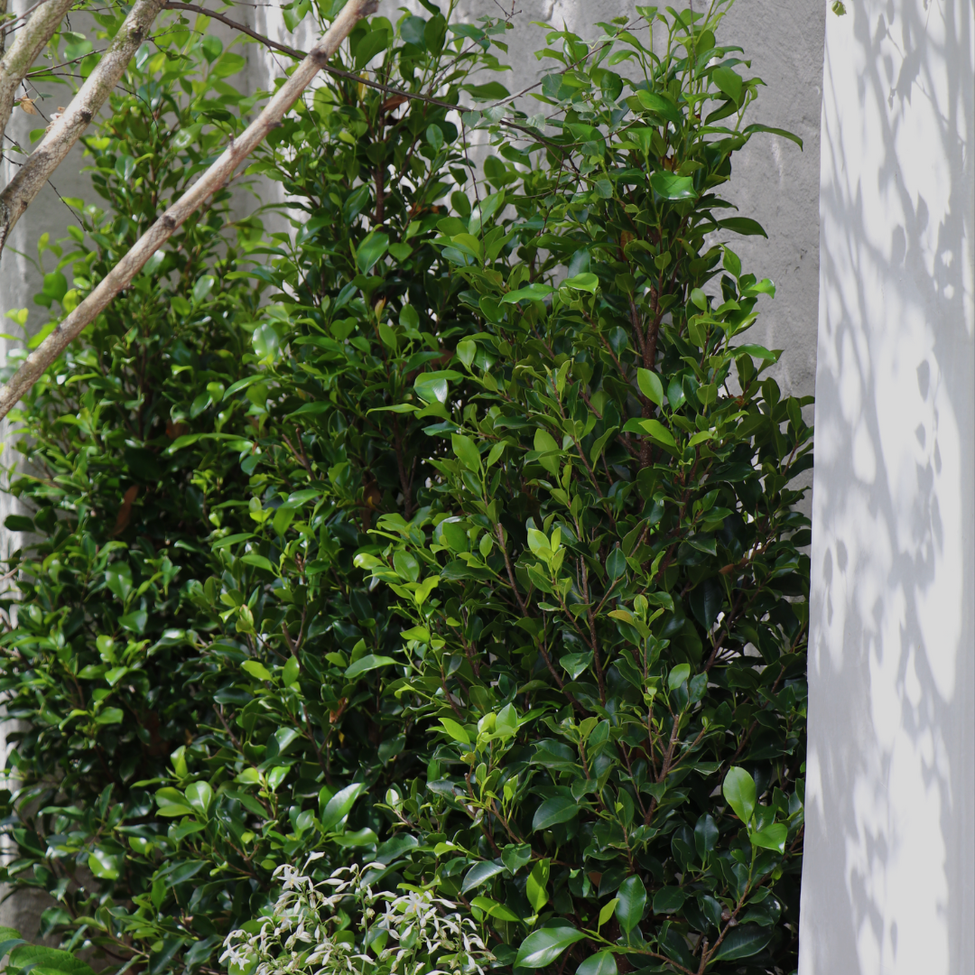 The Best Hedging Trees for Privacy in Your Garden