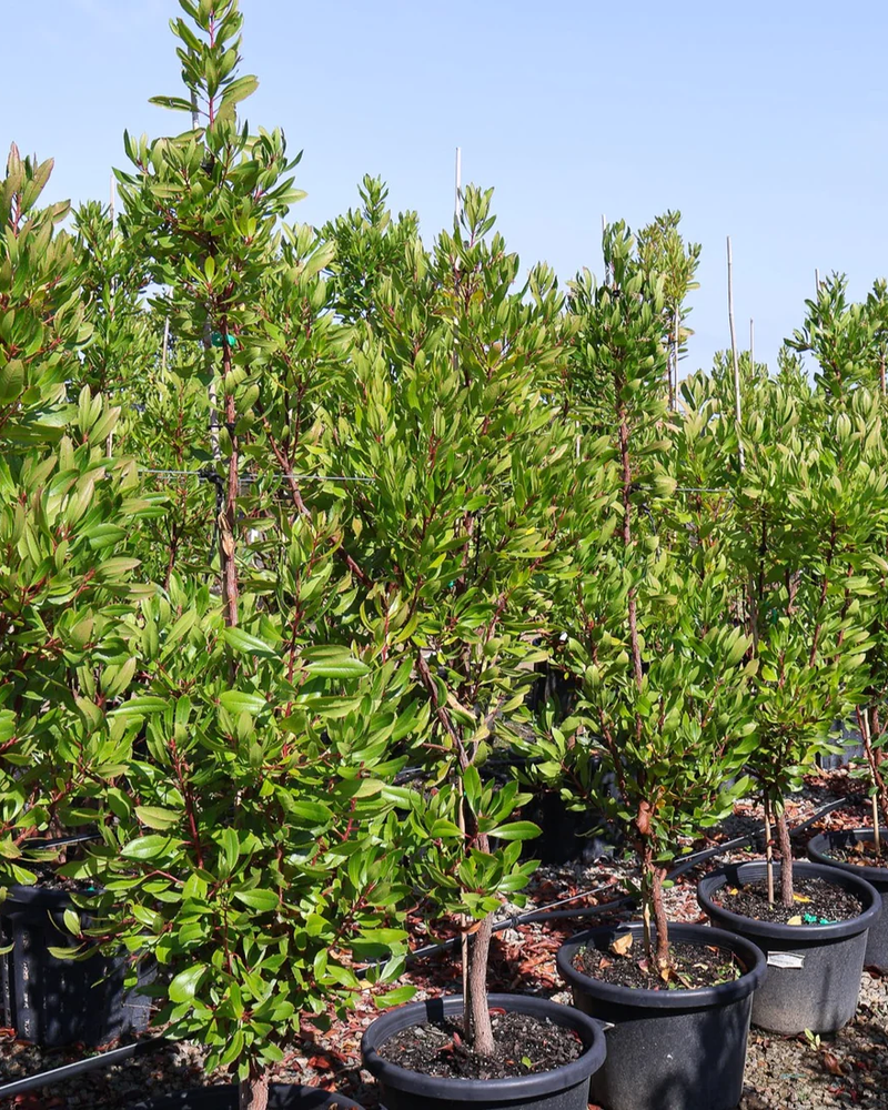 Top 10 Trees for Avenue and Driveway Planting