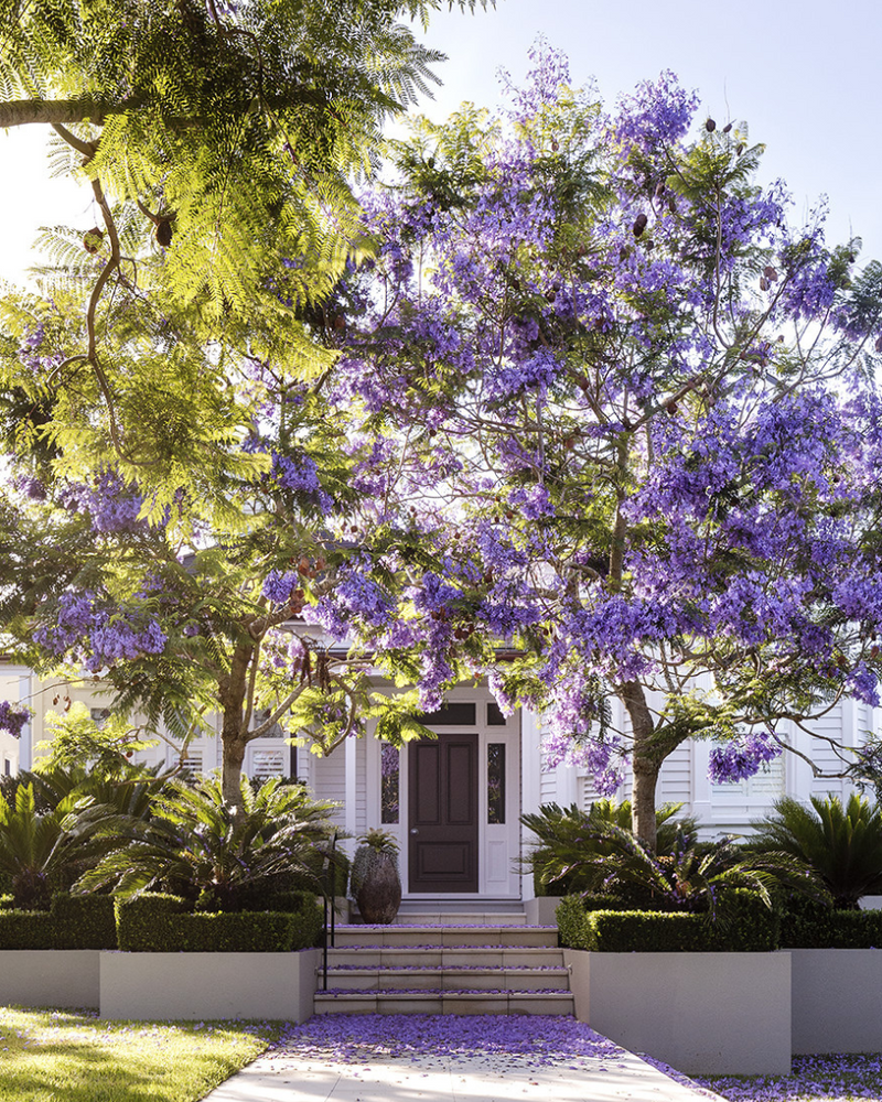 Jacaranda Care: Planting, Watering and Maintenance in Australia