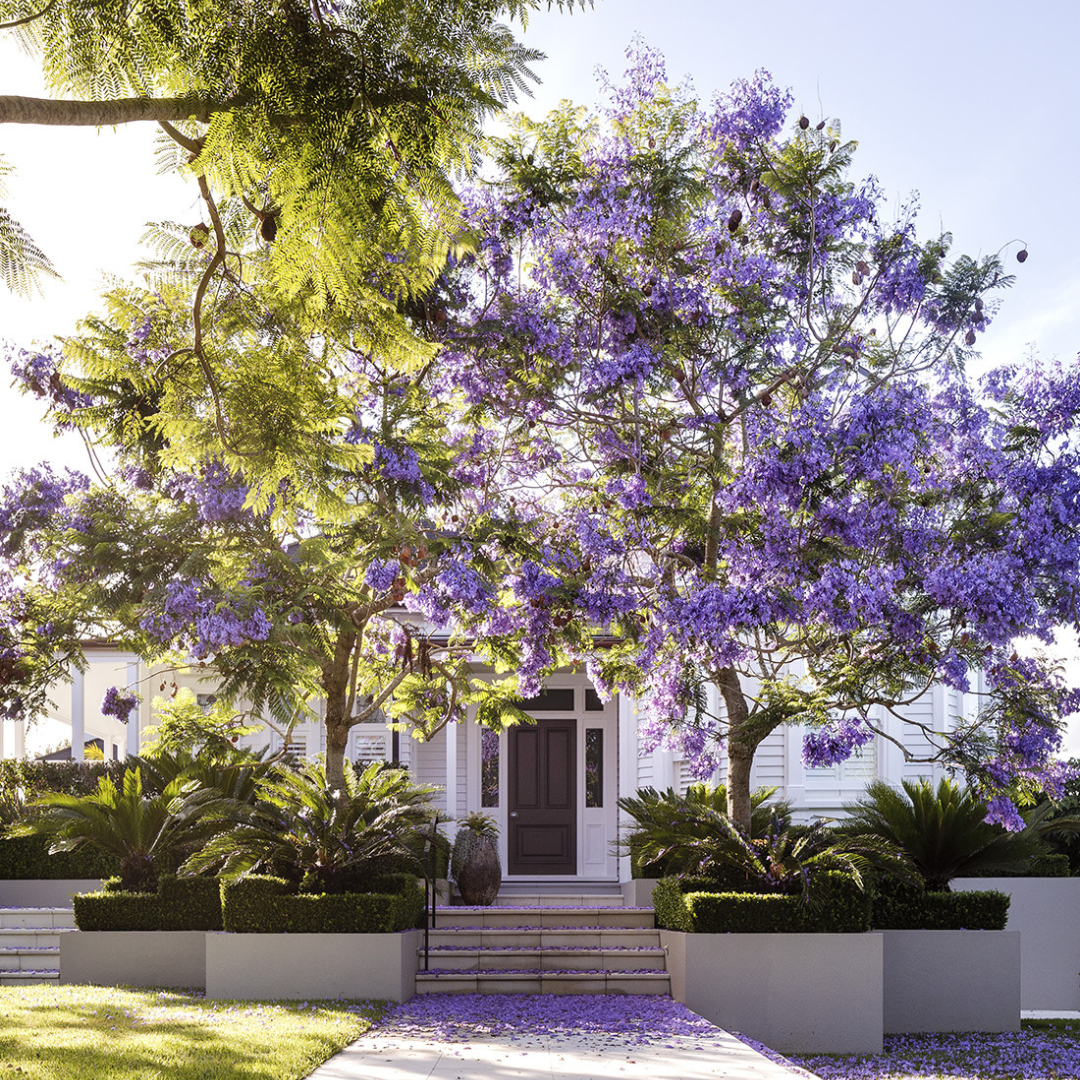Jacaranda Care: Planting, Watering and Maintenance in Australia