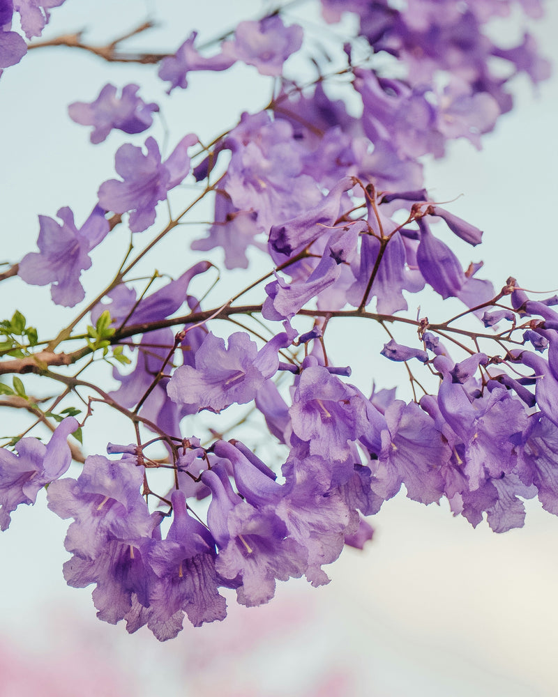 Best Purple-Flowering Trees for Your Garden