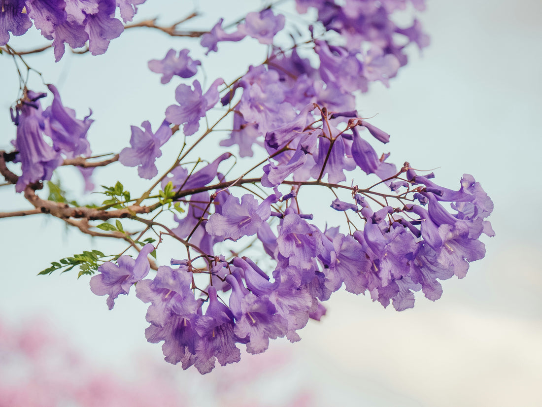Best Purple-Flowering Trees for Your Garden