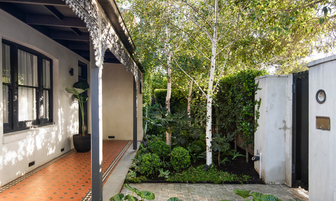 Lewisham Road Prahran Project - Evergreen Trees Direct