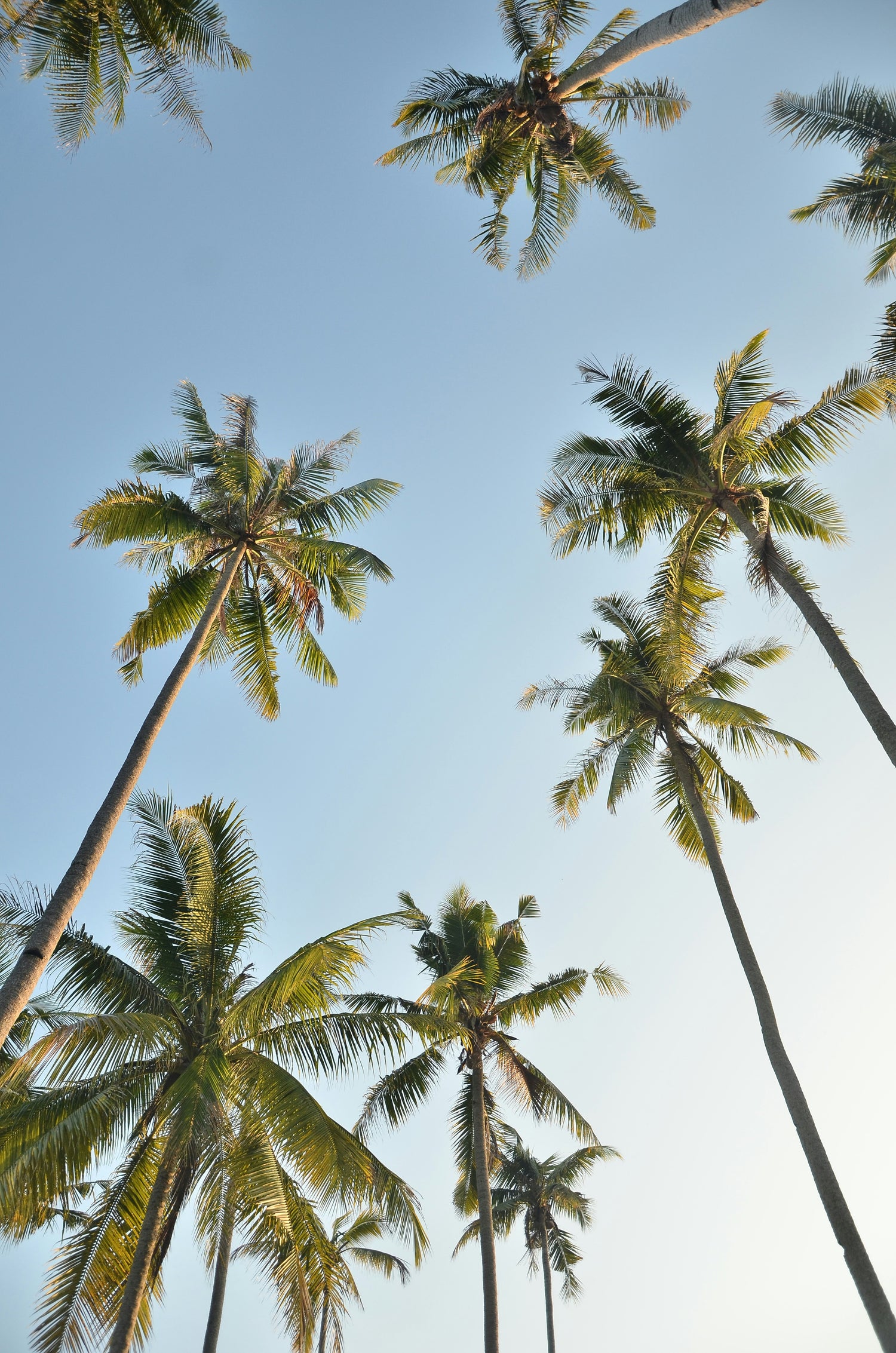 Why Summer Is the Best Time to Plant Trees in Your Garden
