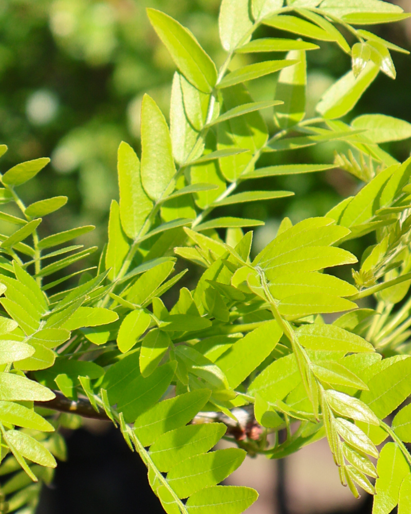 The Role of Trees in Sustainable Urban Landscapes