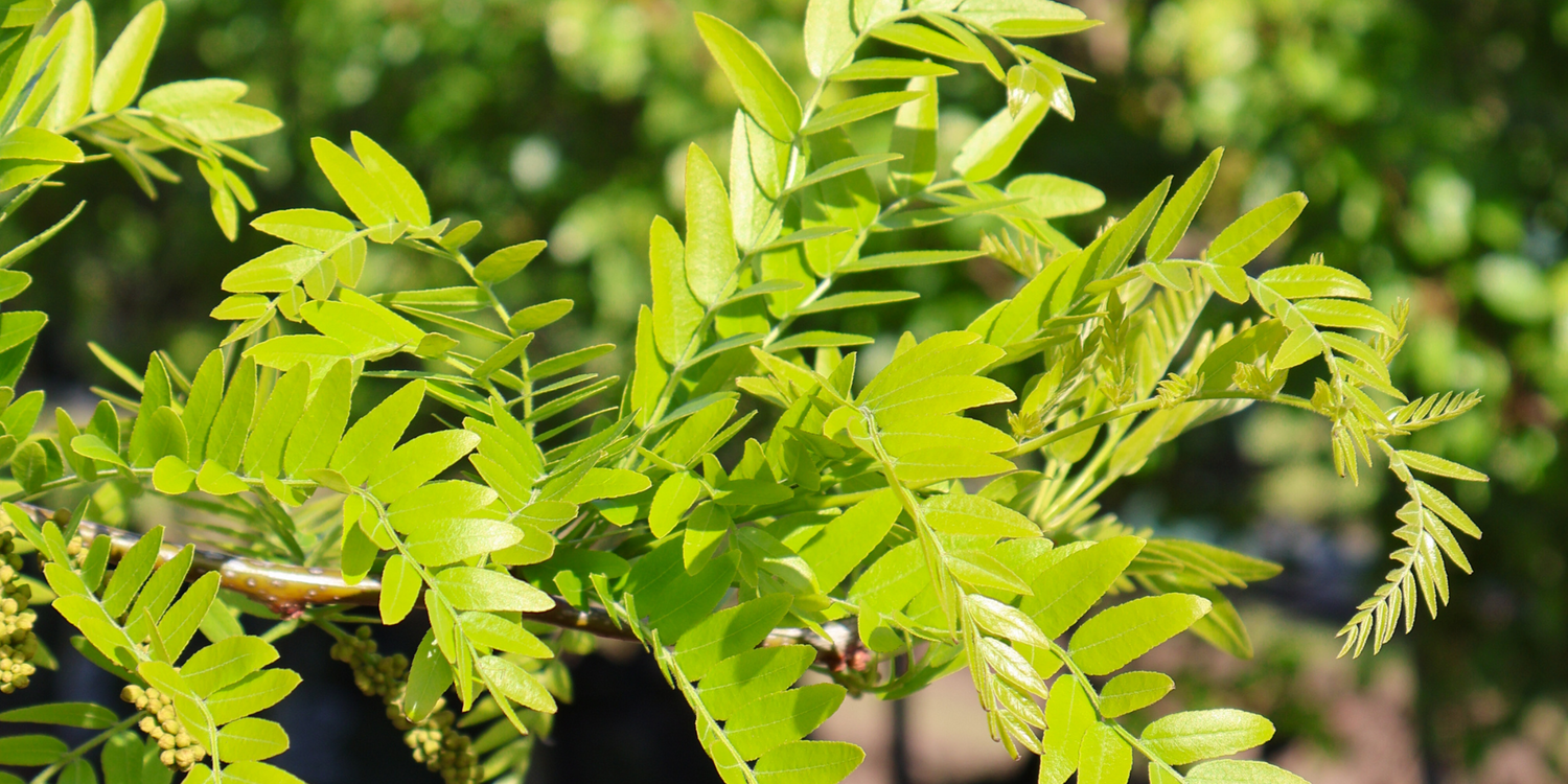The Role of Trees in Sustainable Urban Landscapes