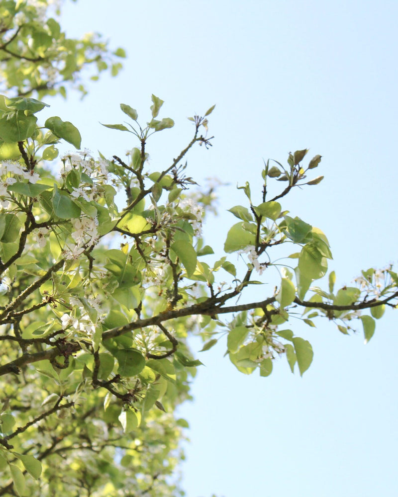 Top Frost-Tolerant Hedging Trees for Australian Gardens