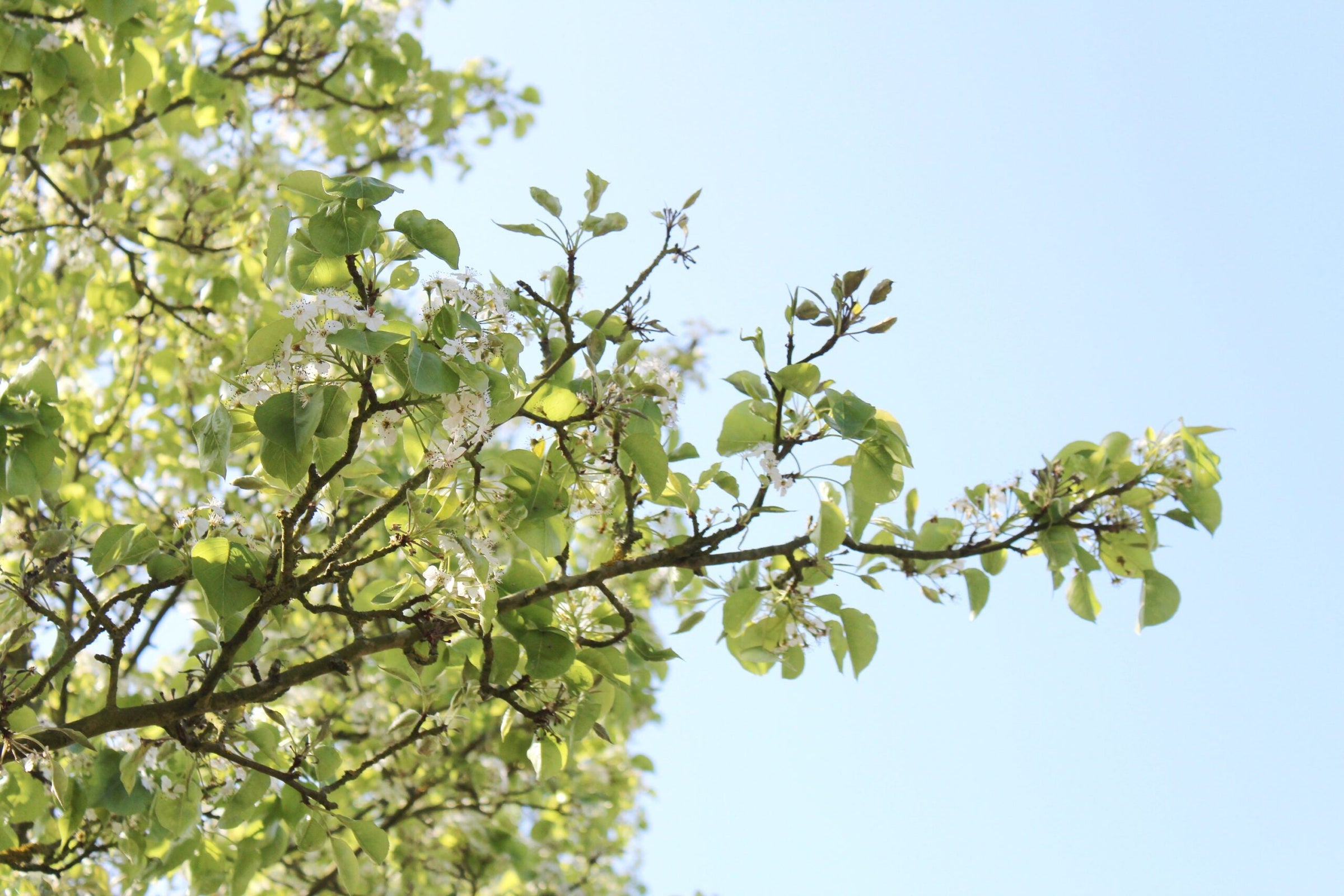 Top Frost-Tolerant Hedging Trees for Australian Gardens