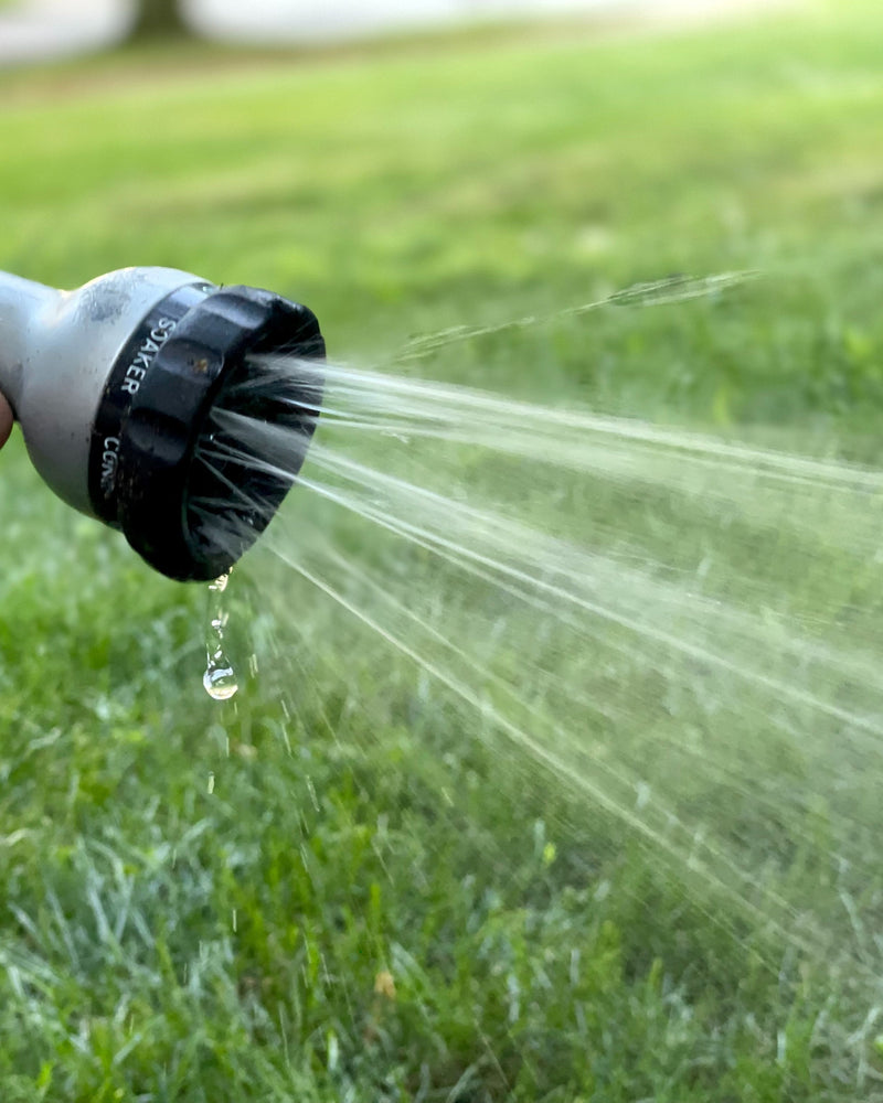 How to Protect Your Trees From the Heat