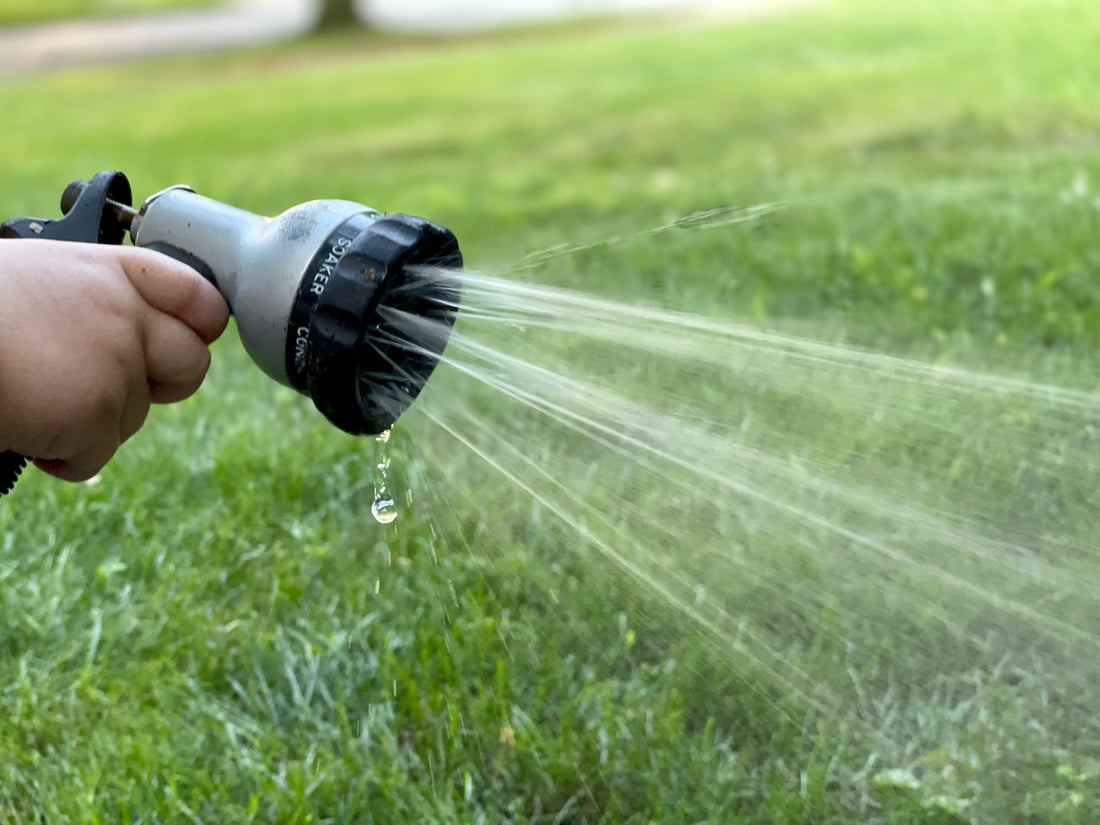 How to Protect Your Trees From the Heat