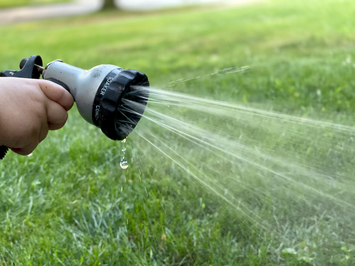 How to Protect Your Trees From The Heat - Evergreen Trees Direct