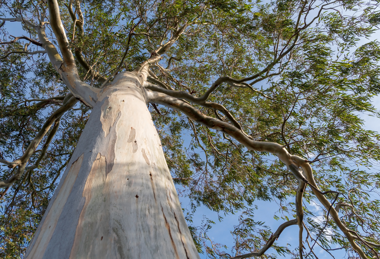 Eucalyptus Trees