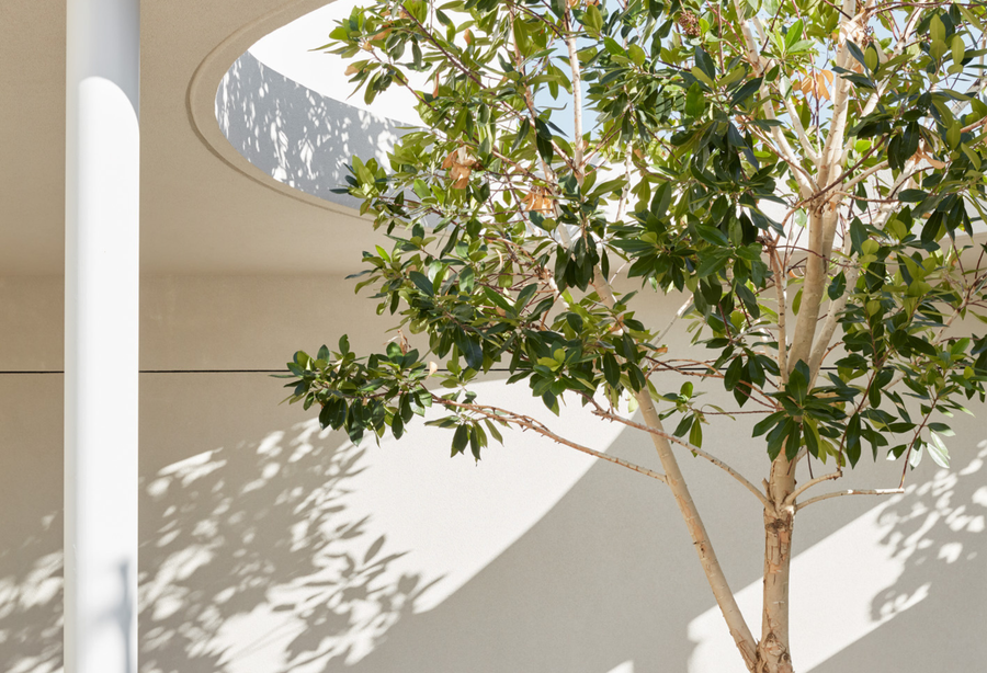 Modern Feature Tree Evergreen Feature Trees