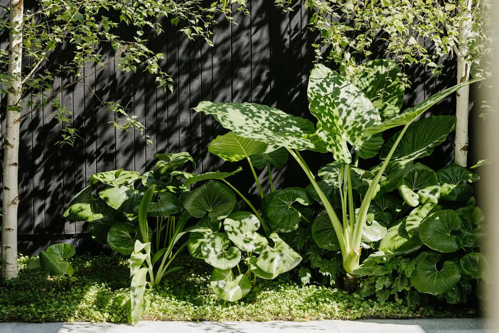Small to Medium Shrubs & Hedging