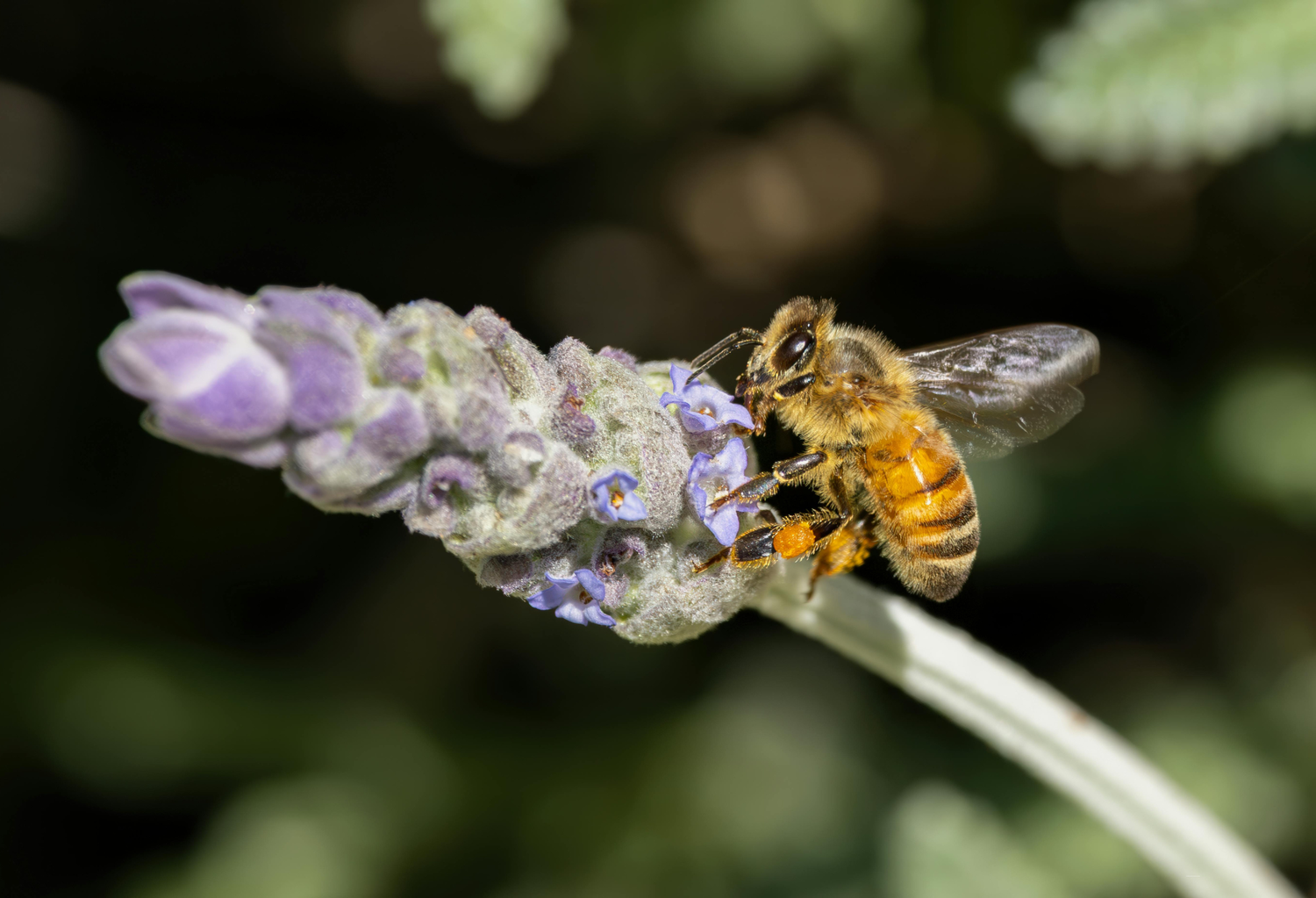 Attracts birds/pollinators