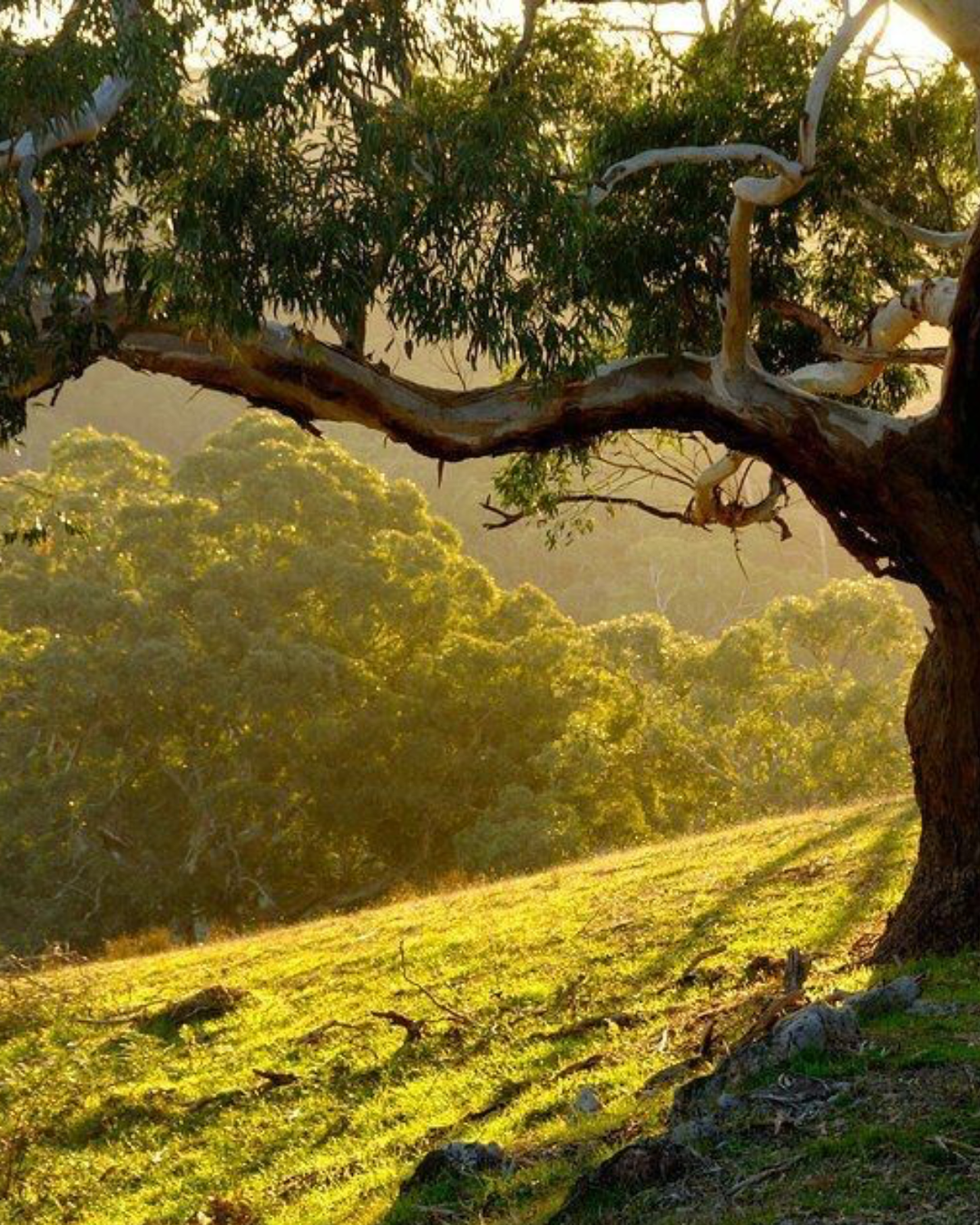 Australian Native