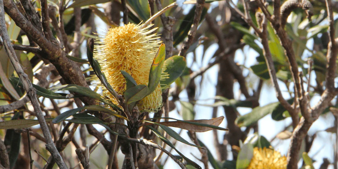 Australian Native Trees Evergreen Trees Direct