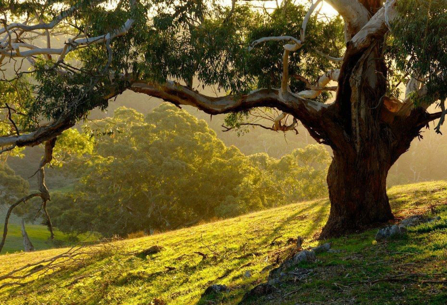 Australian Native Trees Evergreen Trees Direct