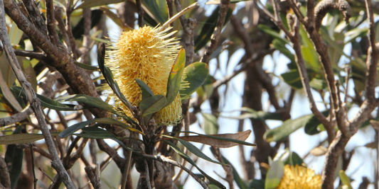 Australian Native