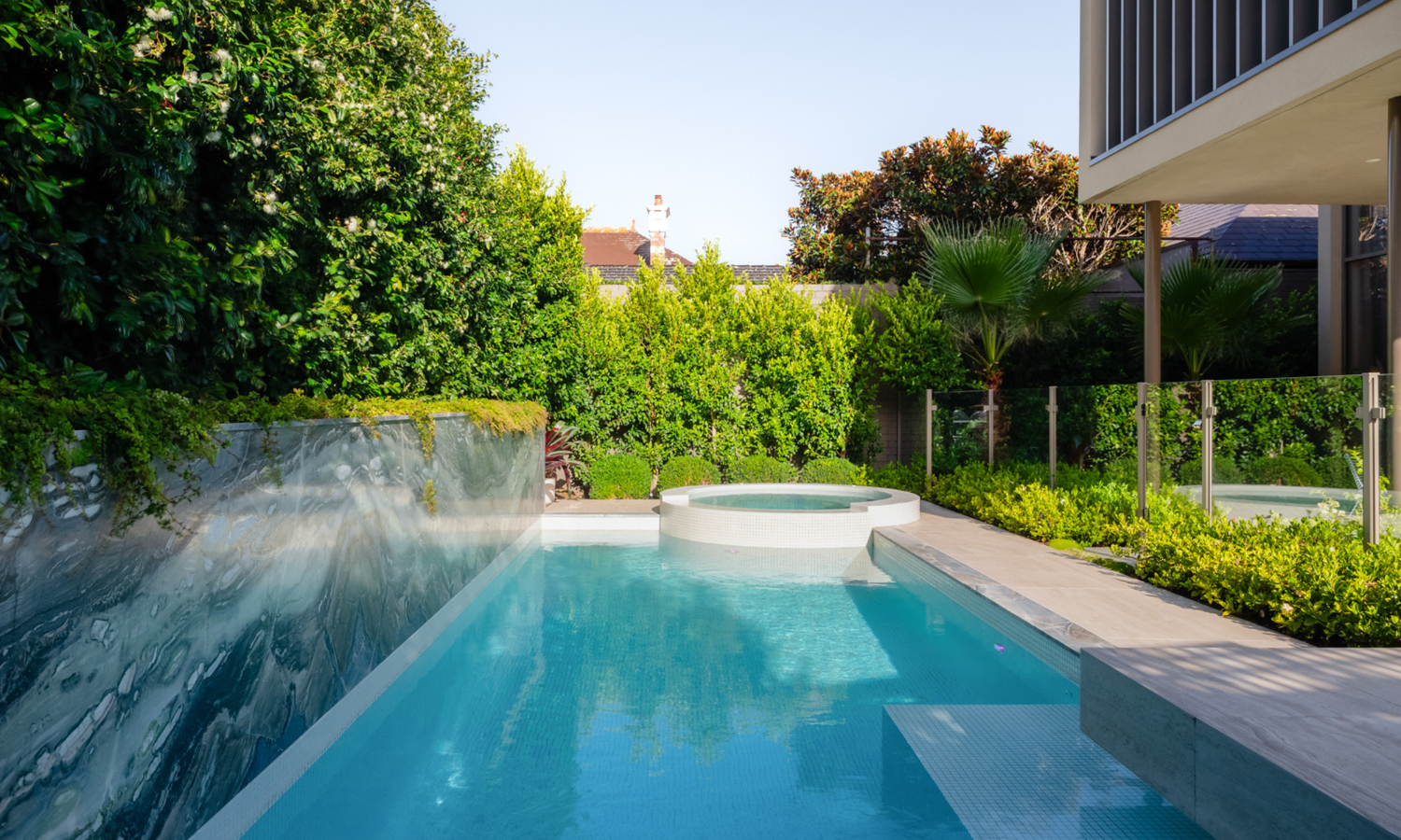 Ficus Trees for Hedging