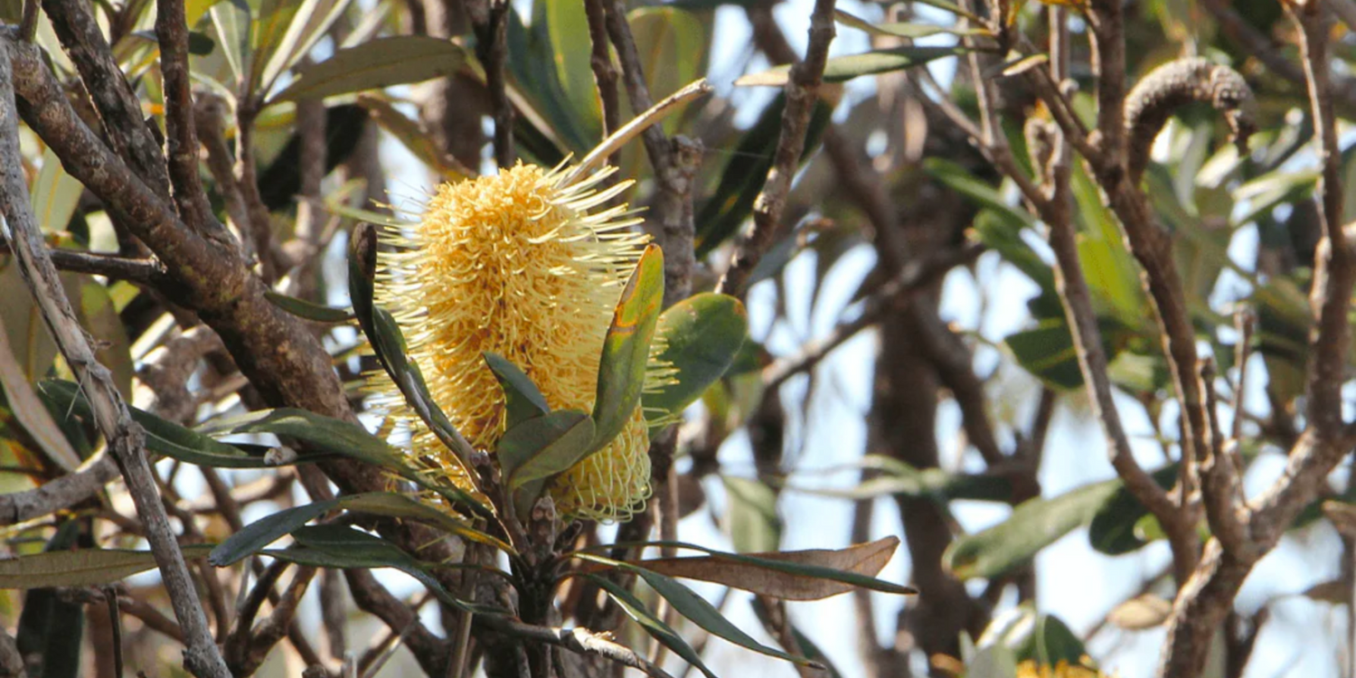 Small Evergreen Trees
