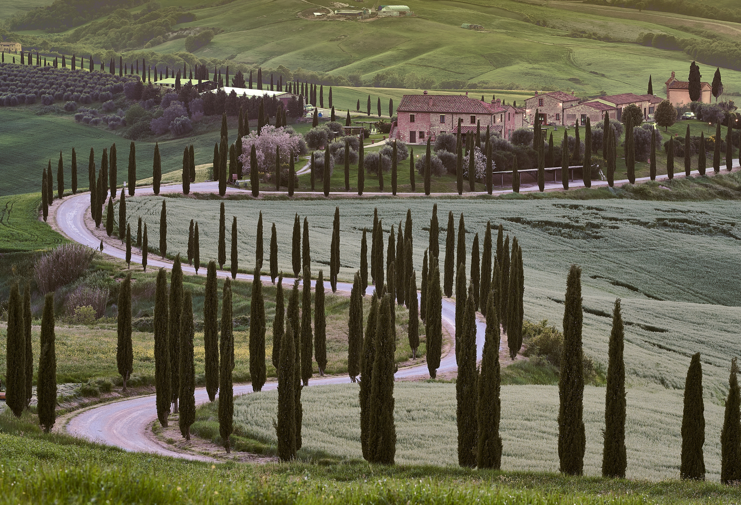 Conical / Pyramidal Trees