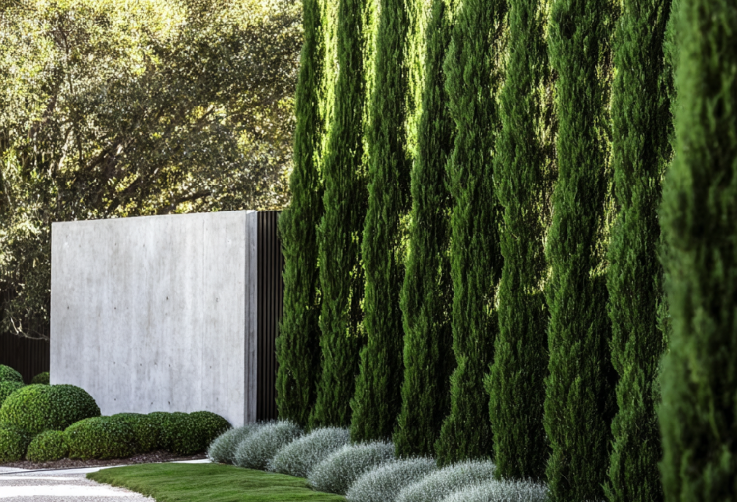 Conifers Evergreen Trees Direct