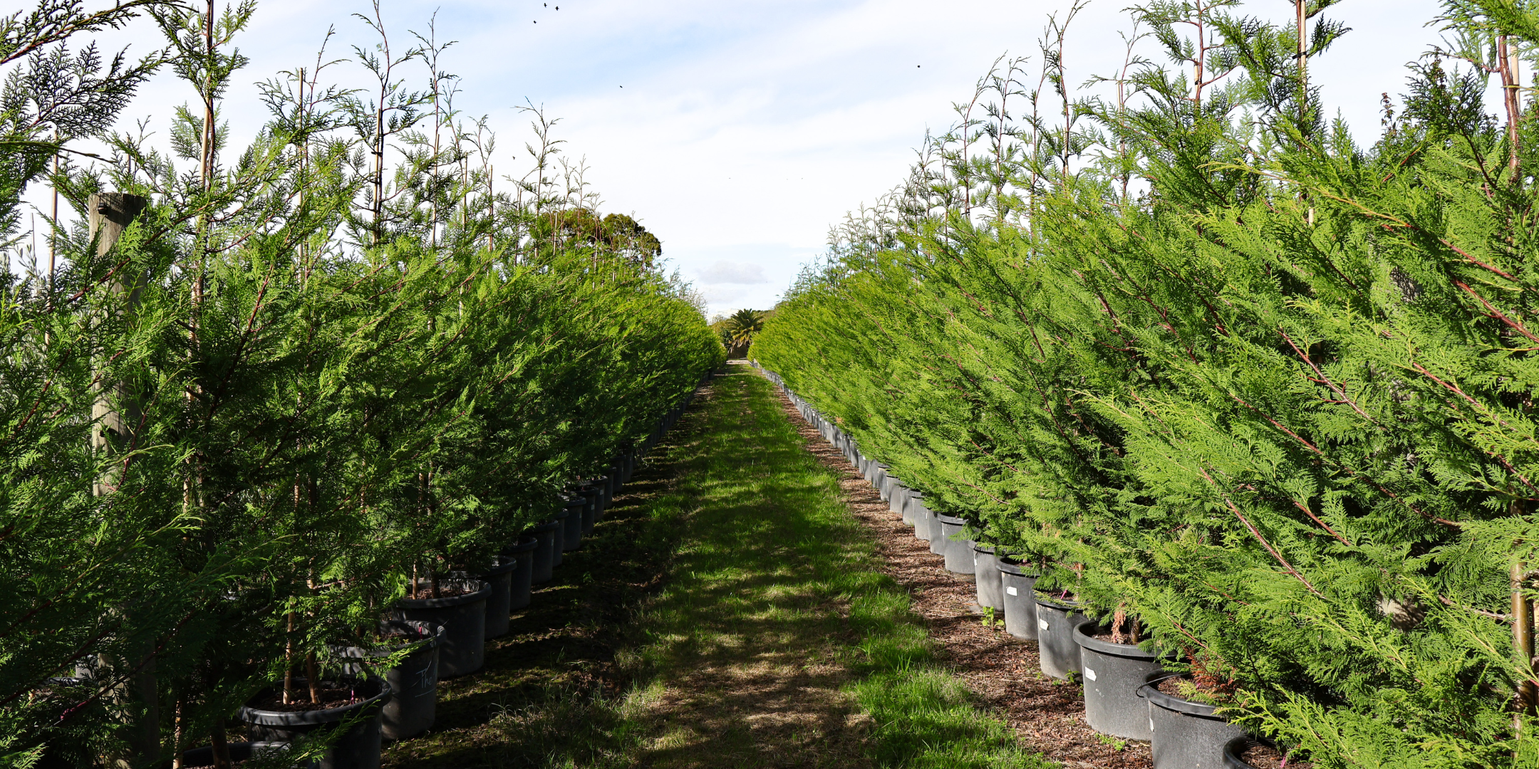 Conifers Evergreen Trees Direct