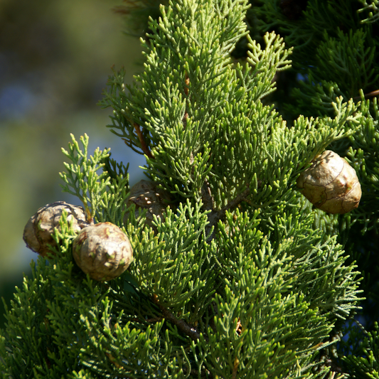 Conifers