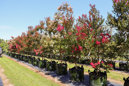 Crepe Myrtles