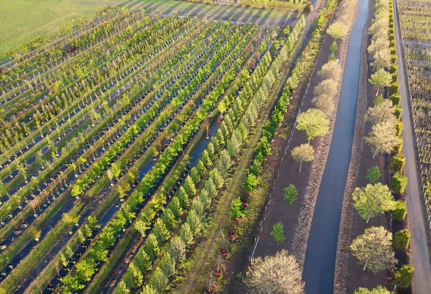 Current Specials Evergreen Trees Direct