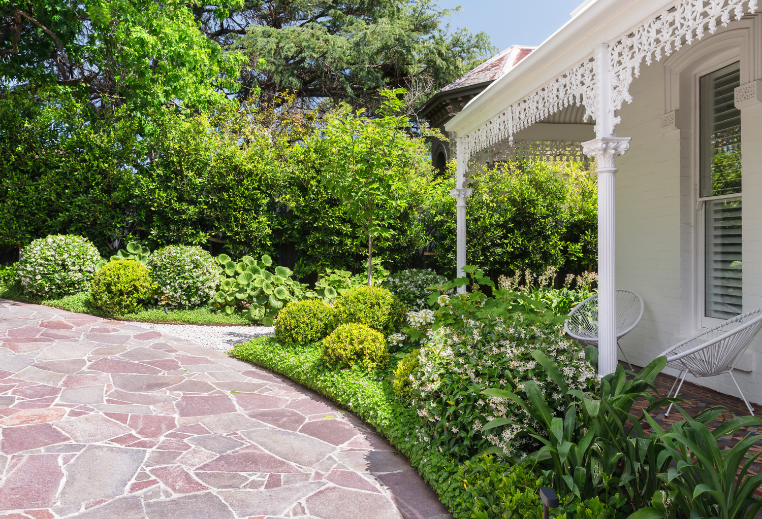 Fast Growing Hedging & Screening Trees