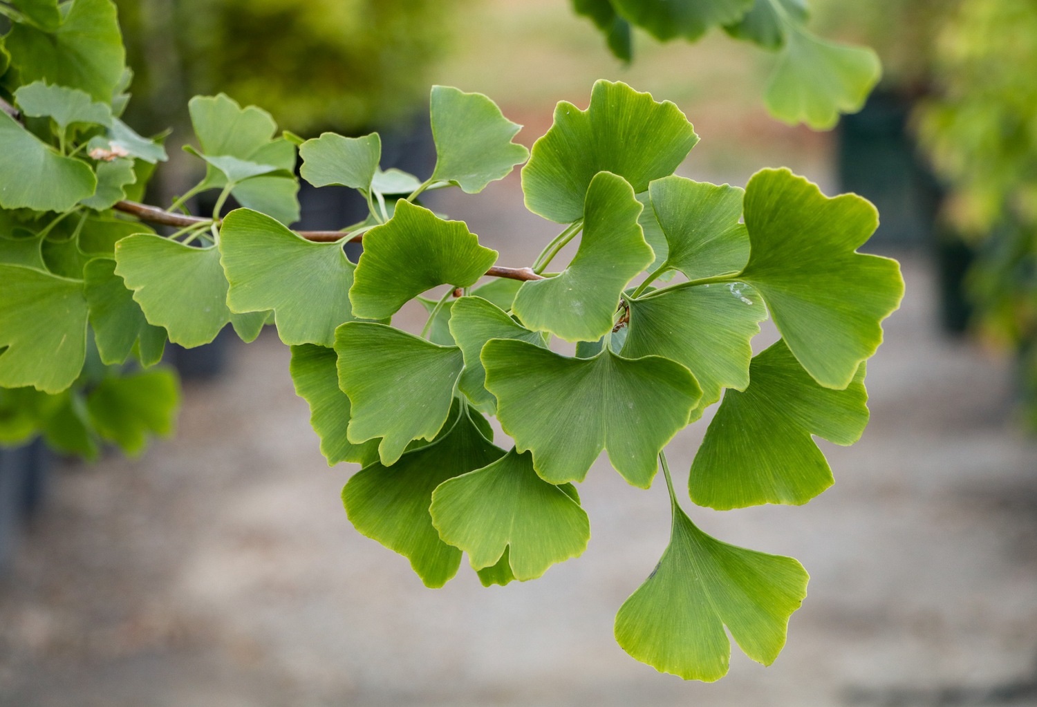 Ginkgo Trees