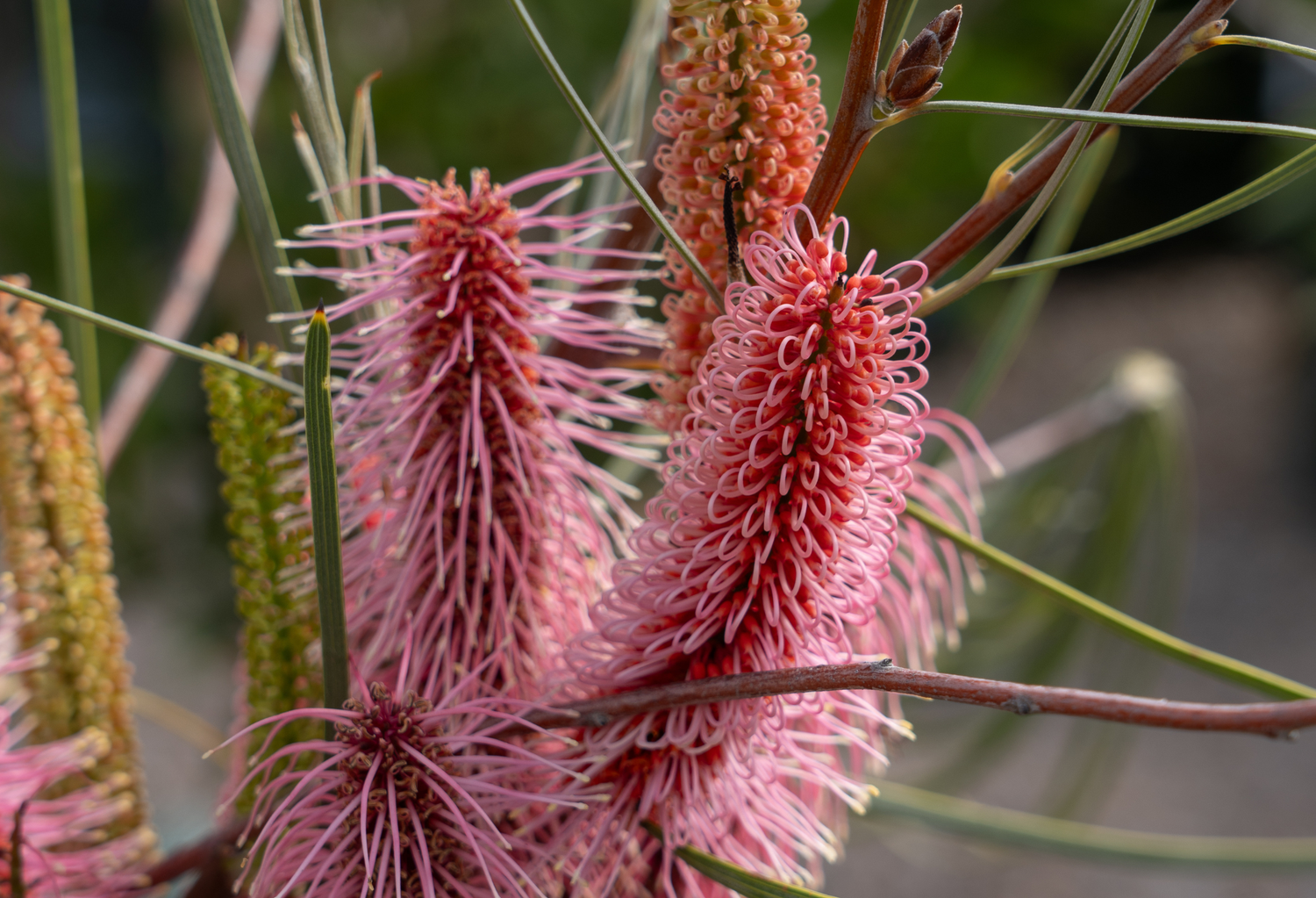 Hakea Trees