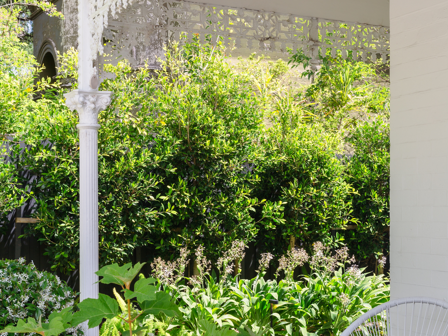 Ficus Hillii - Hedging Trees