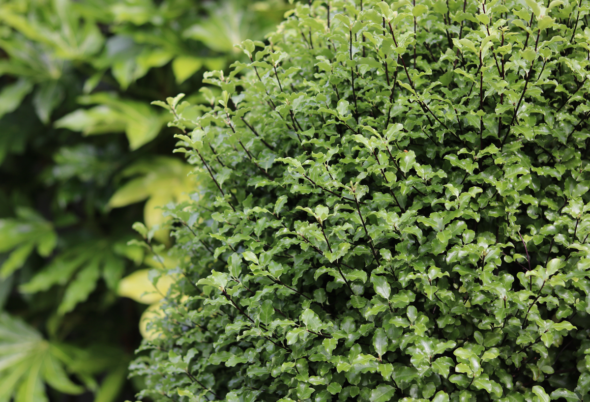 Pittosporum Trees