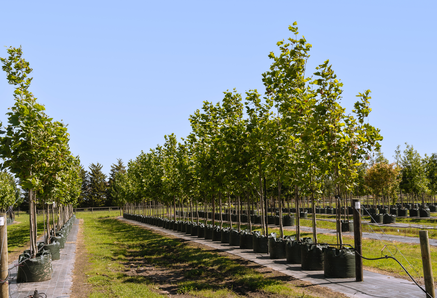 Plane Trees
