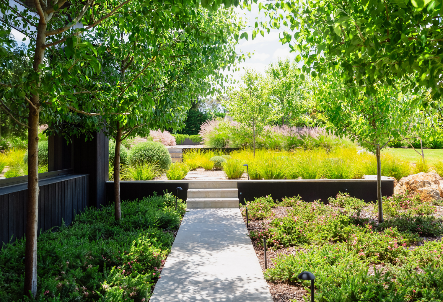 Pear Trees Evergreen Trees Direct