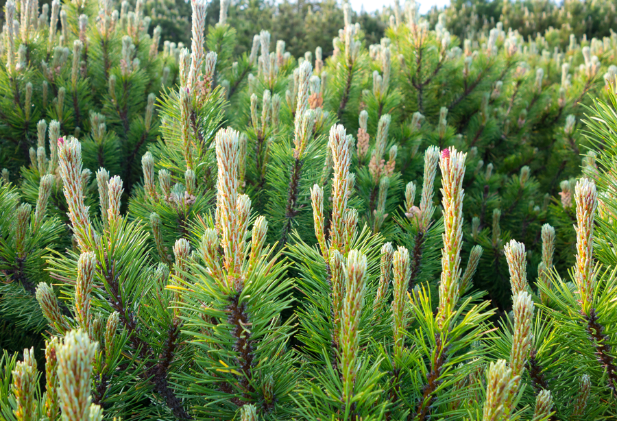 Evergreen Pine Trees for Sale | Fast-Growing Australia