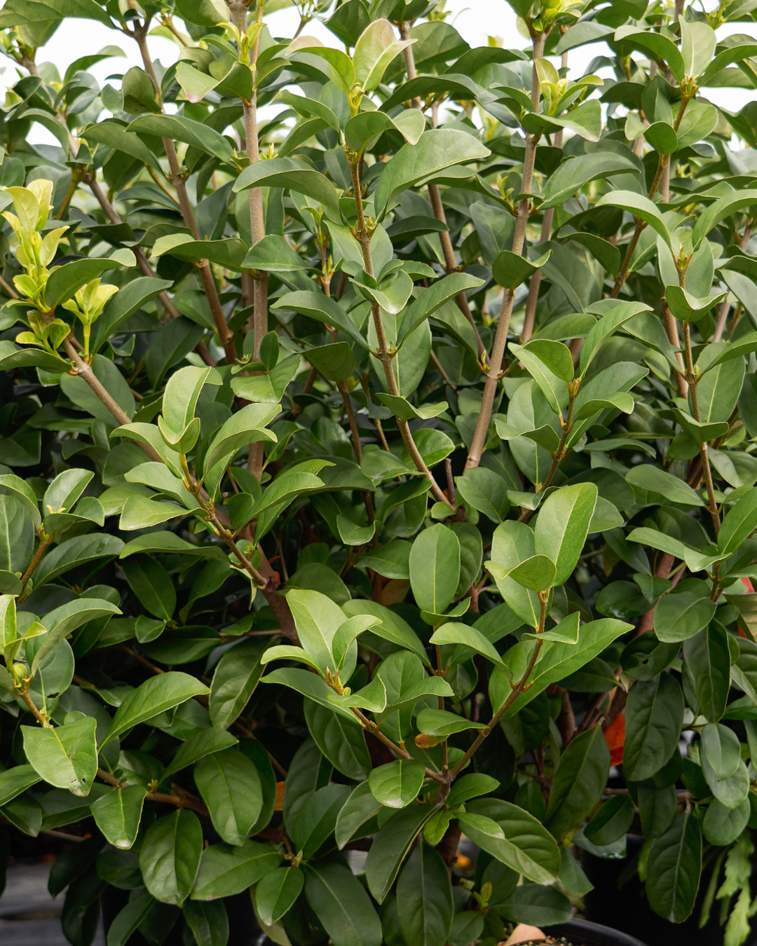 Shrubs